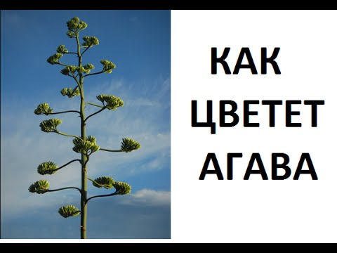 Video: Američka agava: opis i njega