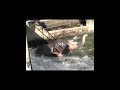 A Wild Elephant Was Trapped and Rescued From The ZD Canal in Polonnaruwa !!!
