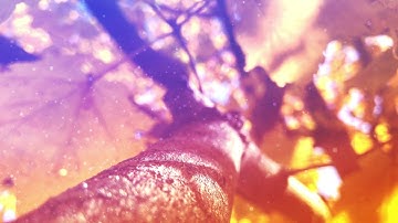 Free Fall Motion Background - Turning Leaves - INSTANT DOWNLOAD!!!