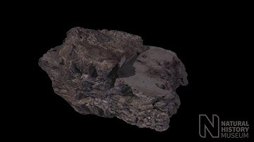 Megatherium americanum – skull fragment with teeth