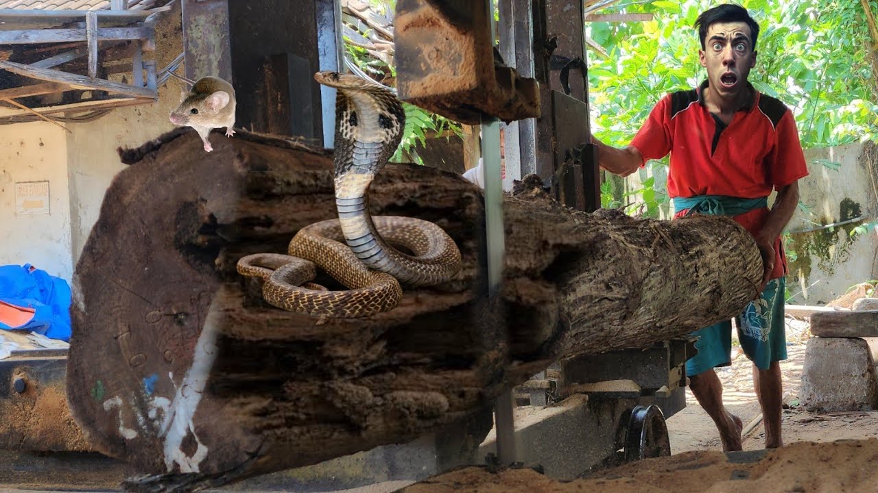 professional sawmill operator in action making teak wood planks