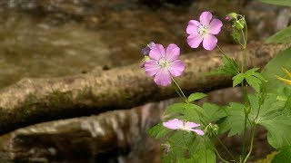 Celebrating Spring in the Smokies, Great Smoky Mountains NP by Smokies Life 8,435 views 4 years ago 5 minutes, 1 second