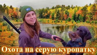 Охота на серую куропатку с дратхааром, девушка охотник / gray partridge hunting