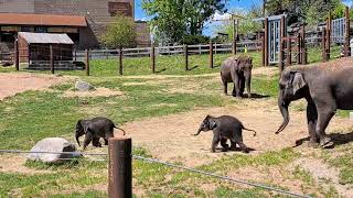 Barking Twin Baby Elephants at the Rosamond Gifford Zoo