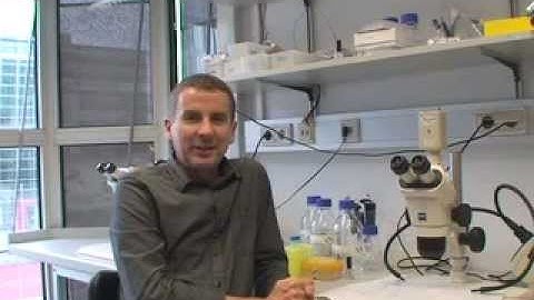 FENS Forum | Interview with Dr. Barry Dickson - The Neurobiology of Drosophila Mating Behaviours