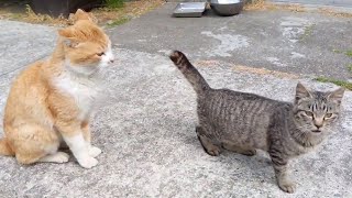 キジトラ子猫、茶トラ野良猫に襲われる⁉