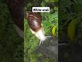 Encountering a Huge Snail #snail ##snails #snaillife #wildlifephotography