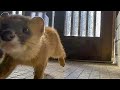 あの…どちら様ですか?【獣】