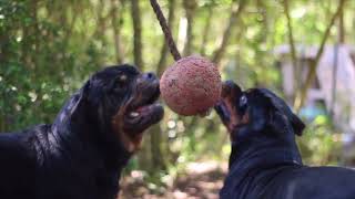 Big Texas Rottweiler Breeder | Promotional Video