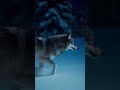 The lone wolf never waits.    #shorts  #wolf  #nature  #motivation  #mindset  #champion #cr7 #crazy