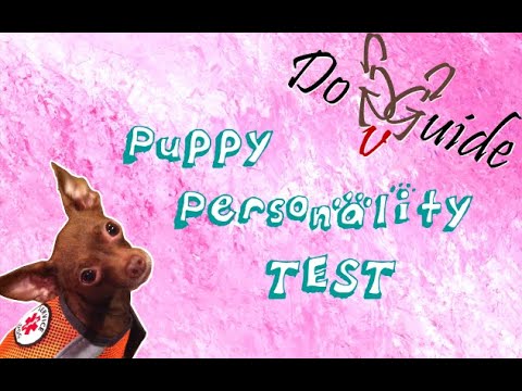 dog-guide---puppy-personality-test