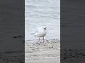 Seagull Trouble & Scary Gull Screams !