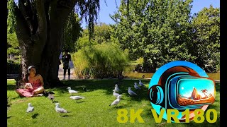 The birds of the Carlton Gardens enjoying the sun in MELBOURNE AUSTRALIA 8K 4K VR180 3D Travel