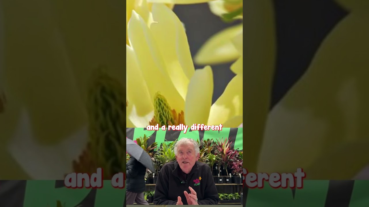 For a Pastel Yellow Spring Flowering Tree Look No Further Than Butterflies Magnolia!💛