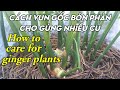 Cách chăm sóc vun gốc bón phân cho cây gừng / How to care, hill up and fertilize the ginger plants