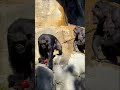 Yoshi, Vindi, and their babies at the L.A. Zoo!