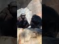 Yoshi, Vindi, and their babies at the L.A. Zoo!