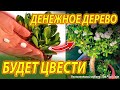 СДЕЛАЙТЕ ЭТО И ВАШЕ ДЕНЕЖНОЕ ДЕРЕВО БУДЕТ ЦВЕСТИ ВСЕГДА! SO YOUR MONEY TREE WILL ALWAYS BLOOM!