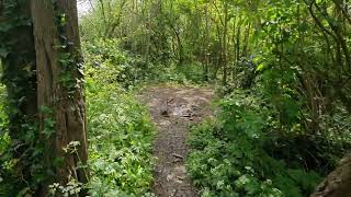 Higham Ferrers, Castles fields, short walk around the back woodland, 26/04/2026