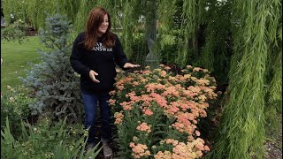 Yarrow in Full Bloom 