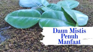 Daun Jeruk Purut Ampuh Atasi Bau Mulut Membandel Hanya Dengan Sekali Minum