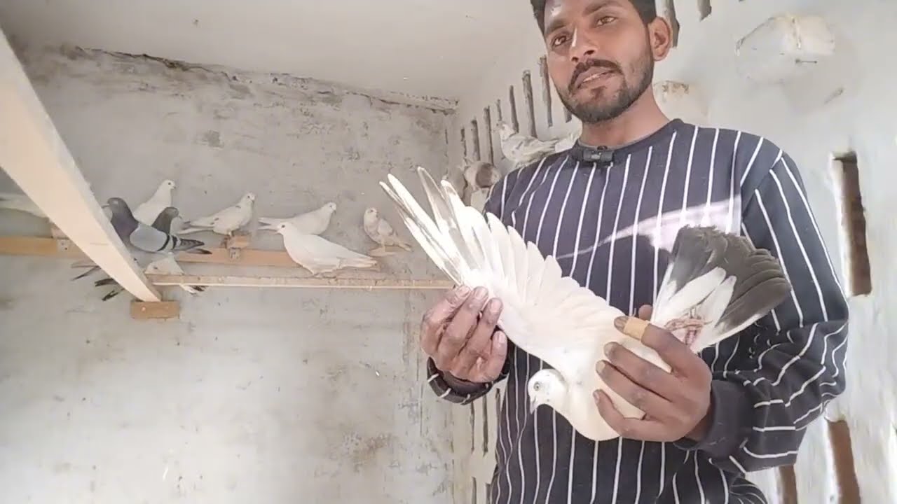 Bai gurjant loppo moni loppo da kabuter @kotisahab #pigeon #kabutar #malwaikabutar 