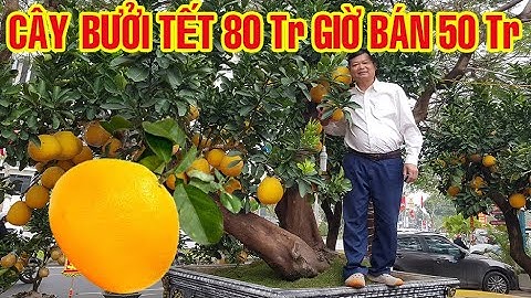 Cây BƯỞI TẾT Top đầu của Đất Cảng năm nay giảm giá
