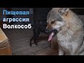 Волкособ Аяврик корчит рожицы! Волк скалится на питбуля. Оскал волка/ волчьи клыки.