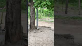 Hermosos paisajes de mi rancho en Choix Sinaloa 😍