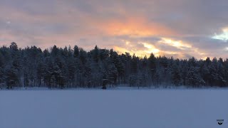 Зимний лес Карелии. Видео с квадрокоптера.