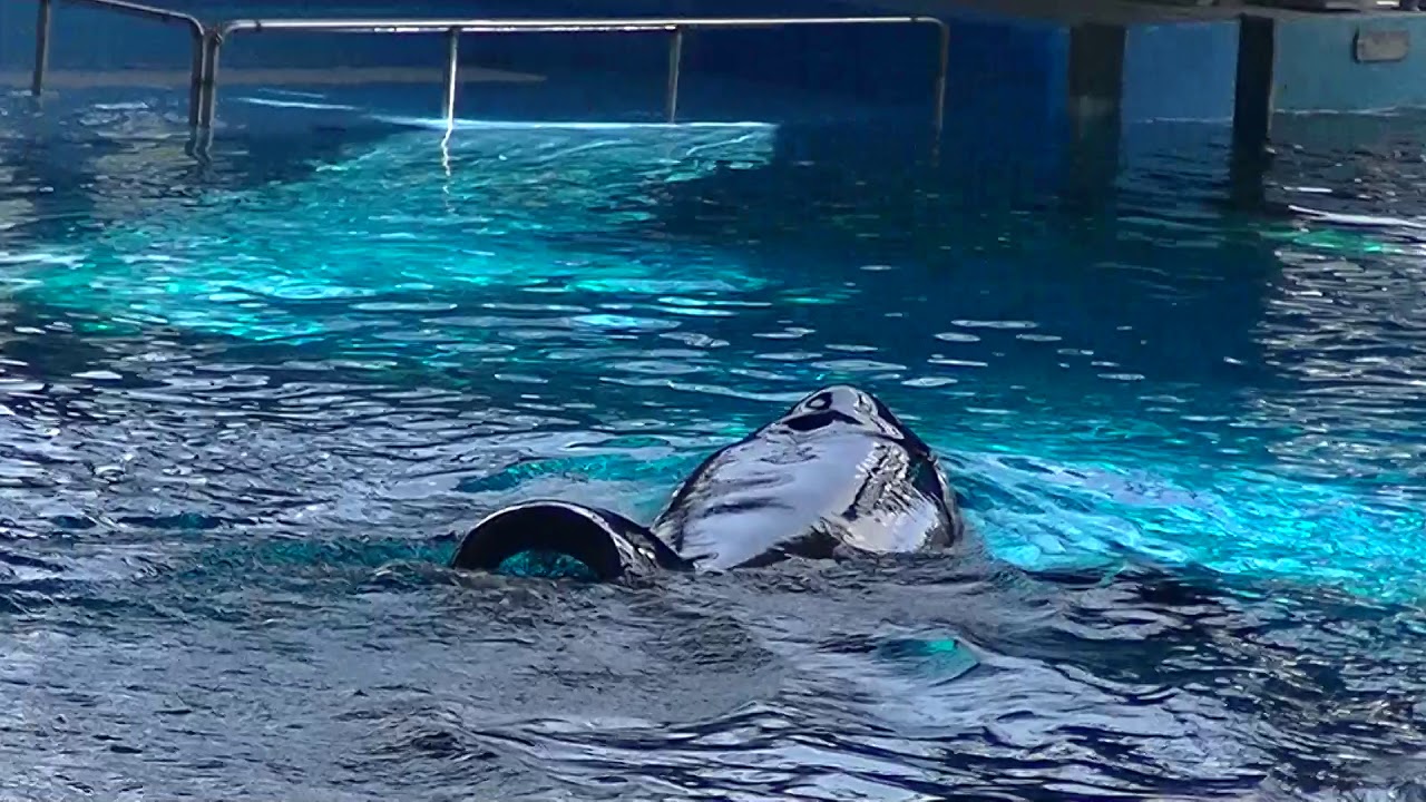Ky & Tuar in the main pool - Aug 20 2019 - SeaWorld San Antonio - YouTube