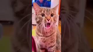 Crying Cat becomes a meme - Trending Clip 🌟 Star Cat!