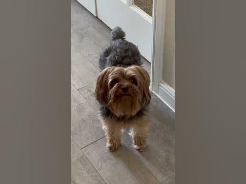 Just take me to the park . #youtubeshorts #youtube #shortsvideo #