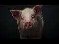 Do you think that I'm thinking? | The Thoughtful Pig