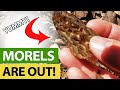 Finding Morel Mushrooms In 2021