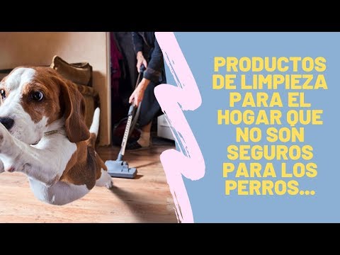 Video: La lejía y otros productos químicos para el hogar que son malos para sus mascotas