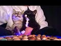 🔴こんばんわ😴🐣😻🤟Hello Everyone Cat Water ASMR Live