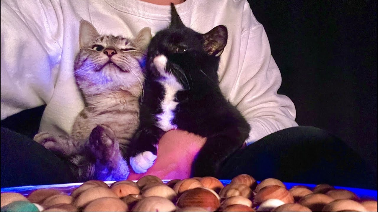 🔴こんばんわ😴🐣😻🤟Hello Everyone Cat Water ASMR Live