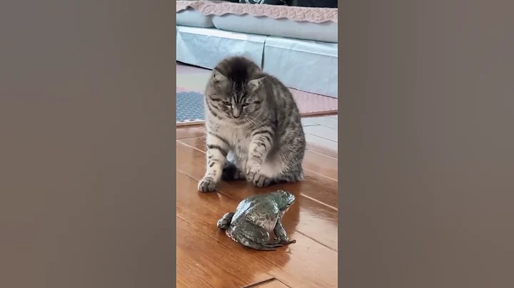 Video 6077951: hilarious cat, compilation best animals, hilarious funny cat, cat cute funny