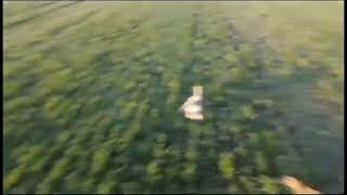Rosharch hare coursing 