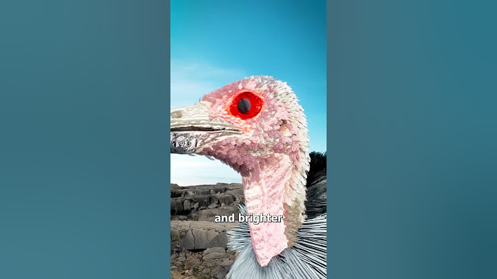 How Vultures Dye Themselves Red 🤨