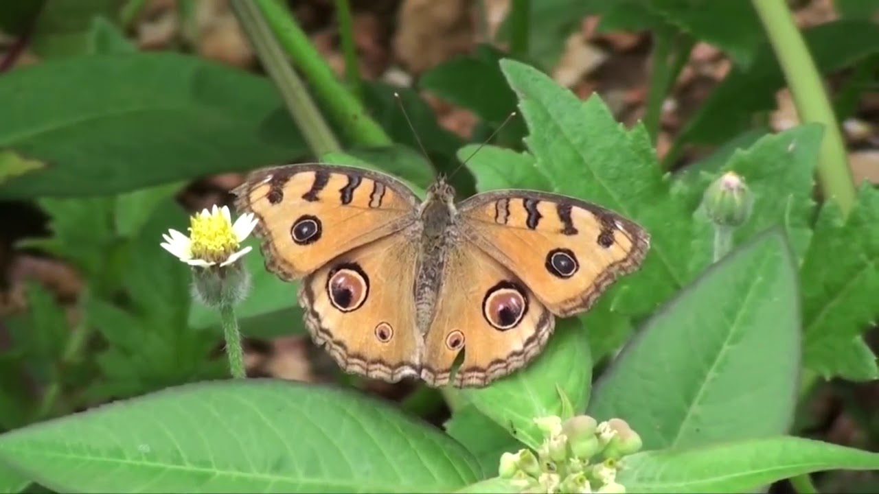 Philippines Butterflies YouTube