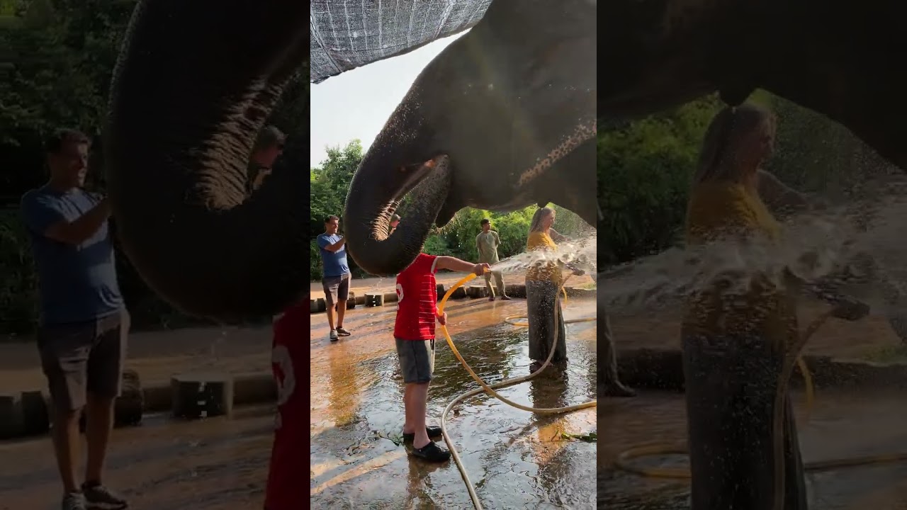 Rescued Elephants [ Former Tourist Riding Elephants] Elephants Conservation - Saved Elephants