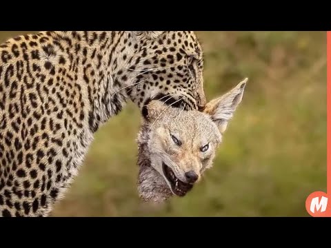 نمر يقتل ابن اوى لحظة لا تصدق