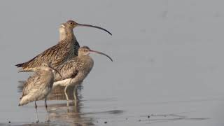 Far Eastern Curlew with Eurasian Curlew.