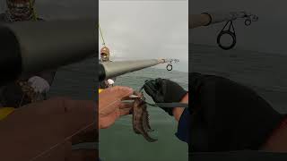Good Catch | Honeycomb Grouper