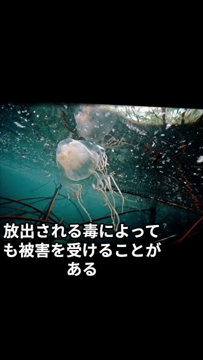 オーストラリアウンバチクラゲ 変な生き物 水族館 雑学聞き流し 毒 どく 解説 YouTube