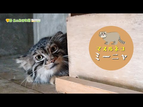 コイン　マヌルネコ 1a0e6969045cfced561ea93de0e08d