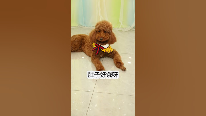 coco針對“奶茶”，遇到危險時，“奶茶”卻捨命相救#Shorts