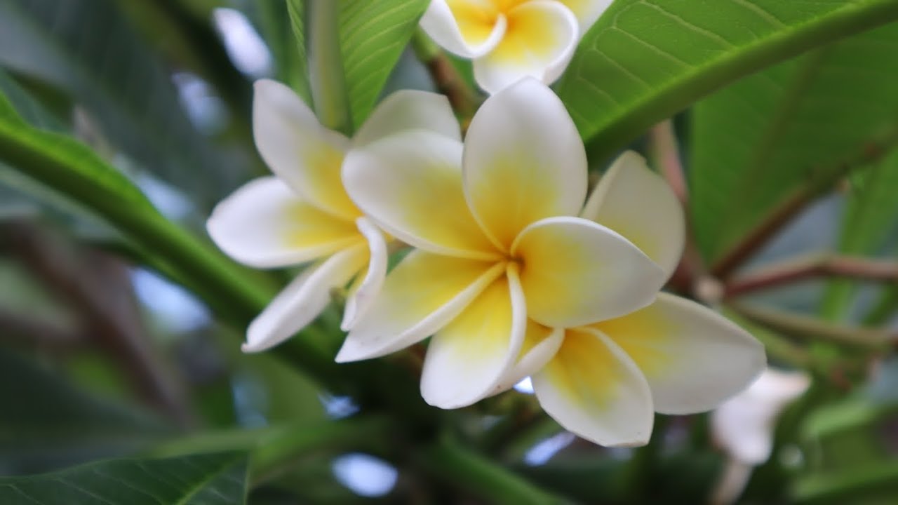 Jazmín Magno - Plumeria rubra - Flor de Mayo - Frangipani